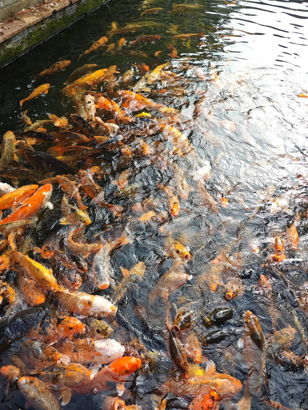 Культура, которая лечит: как наши пациенты открывали для себя Китай в парке «Баомоюань»