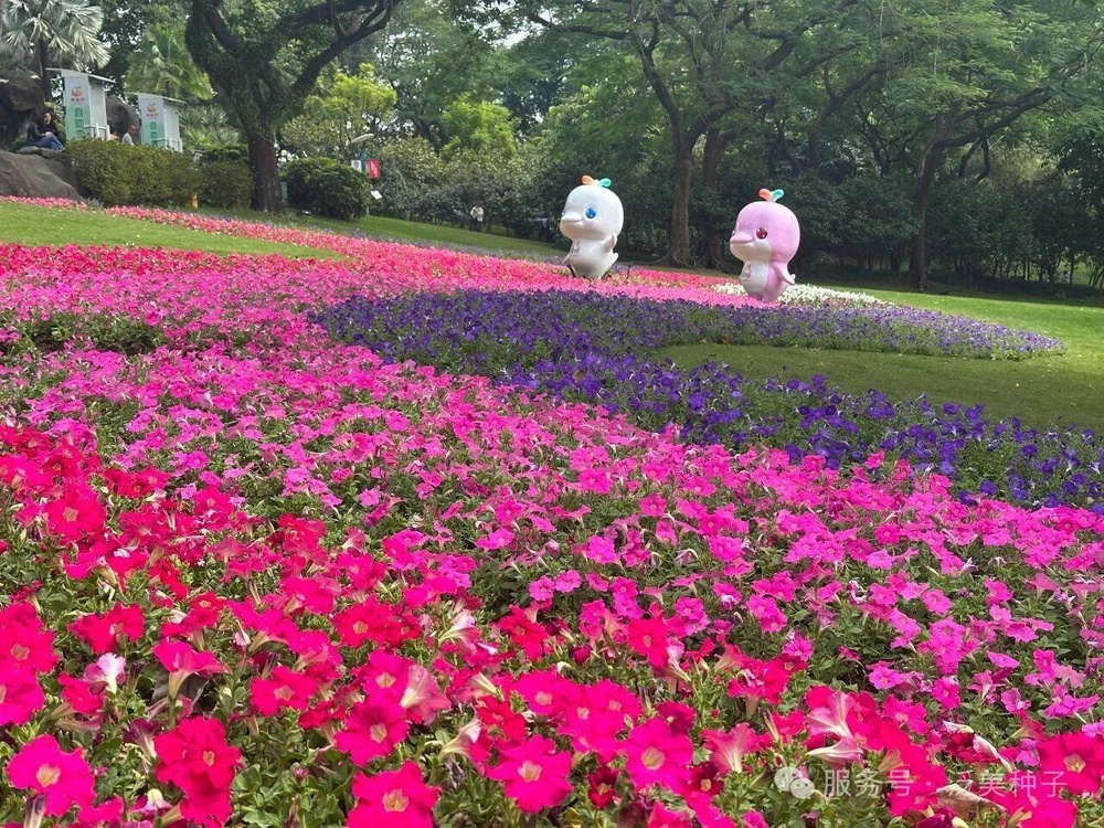 Единение с природой, исцеление души: пациенты международного онкологического центра отправились на теплую экскурсию в сад «Юньтай»